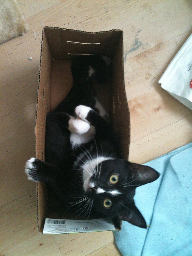 Huskat BlackJack billede 2