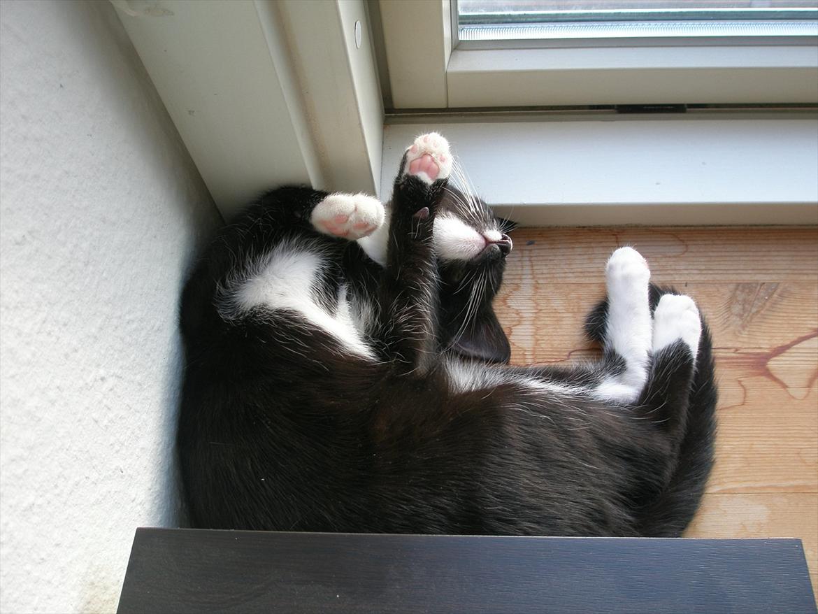 Huskat BlackJack billede 3