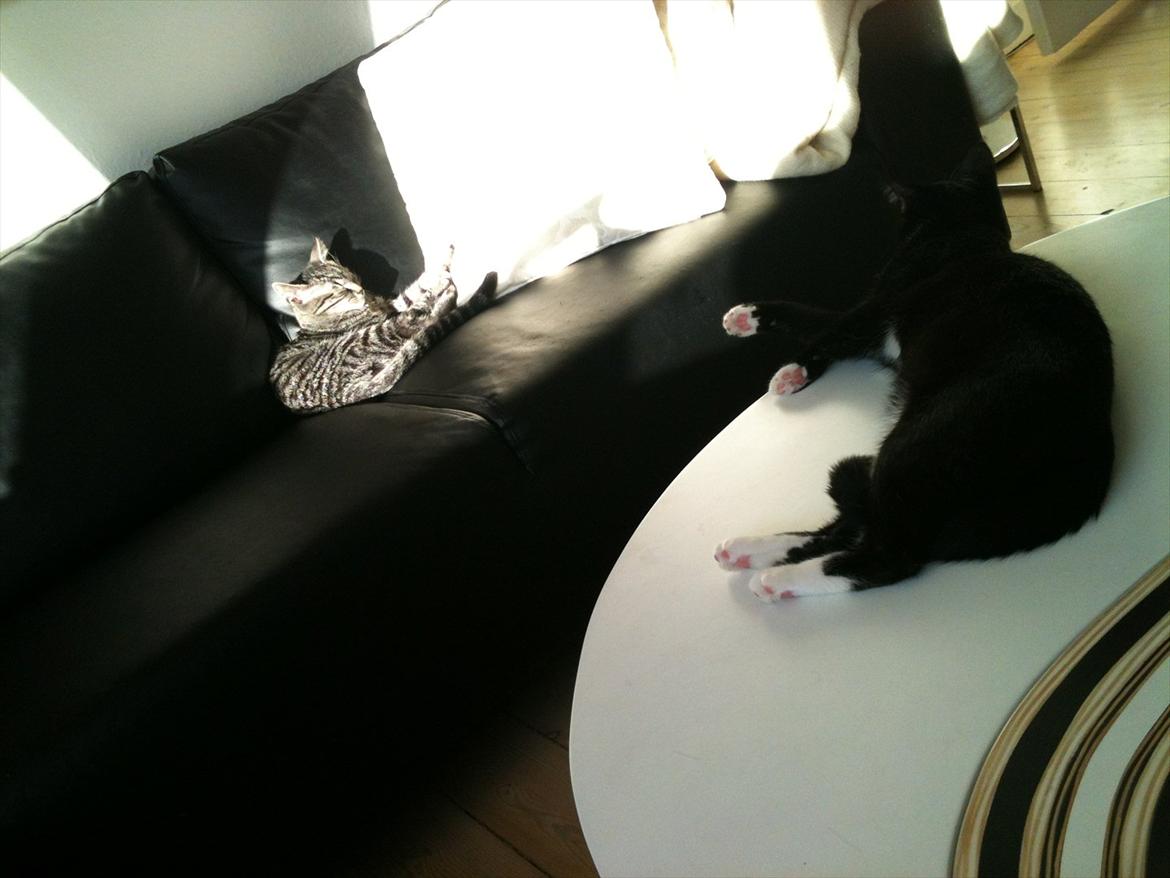 Huskat BlackJack - BlackJack og legekammeraten Elliot. billede 5