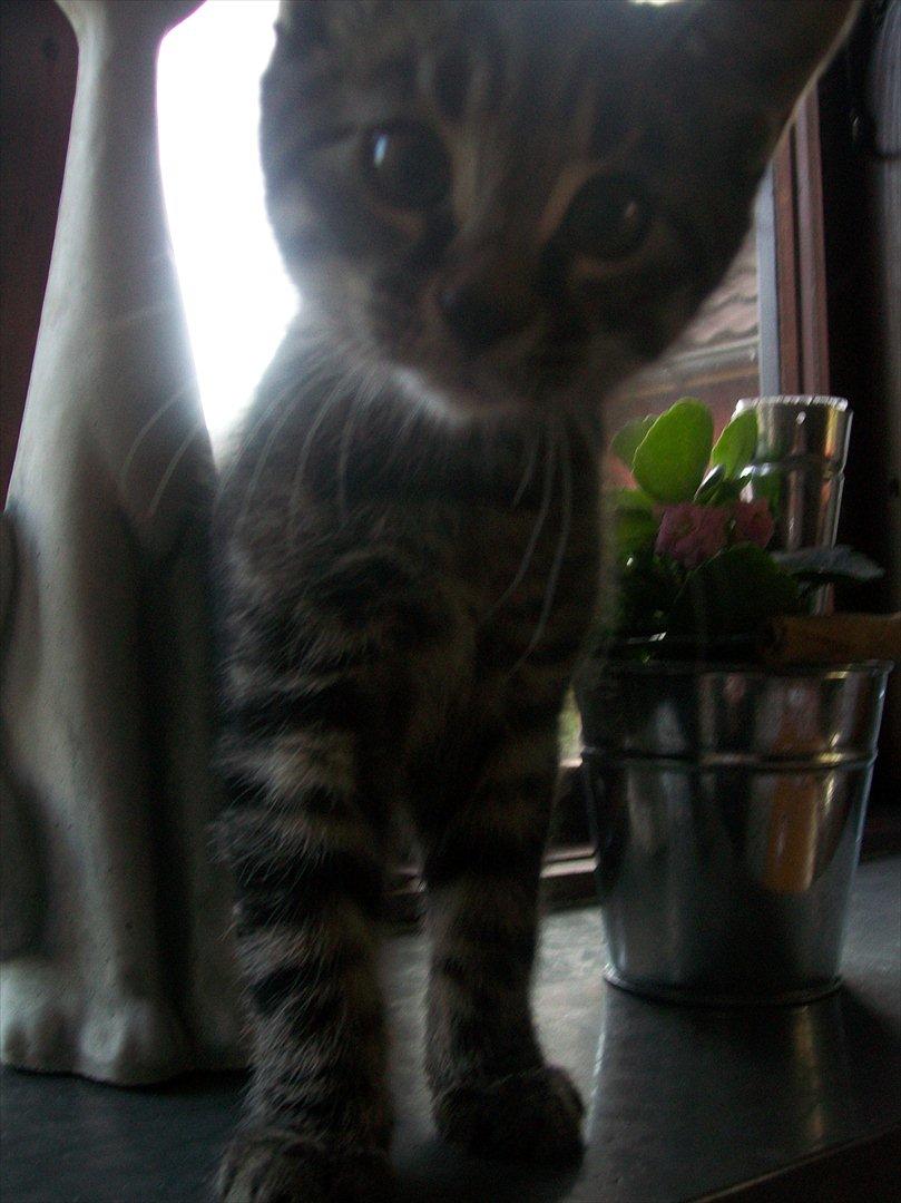 Blanding af racer Valkyrie - Valkyrie 10 uger billede 1