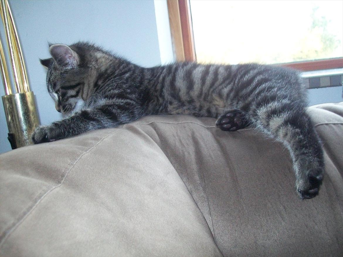 Blanding af racer Valkyrie billede 2