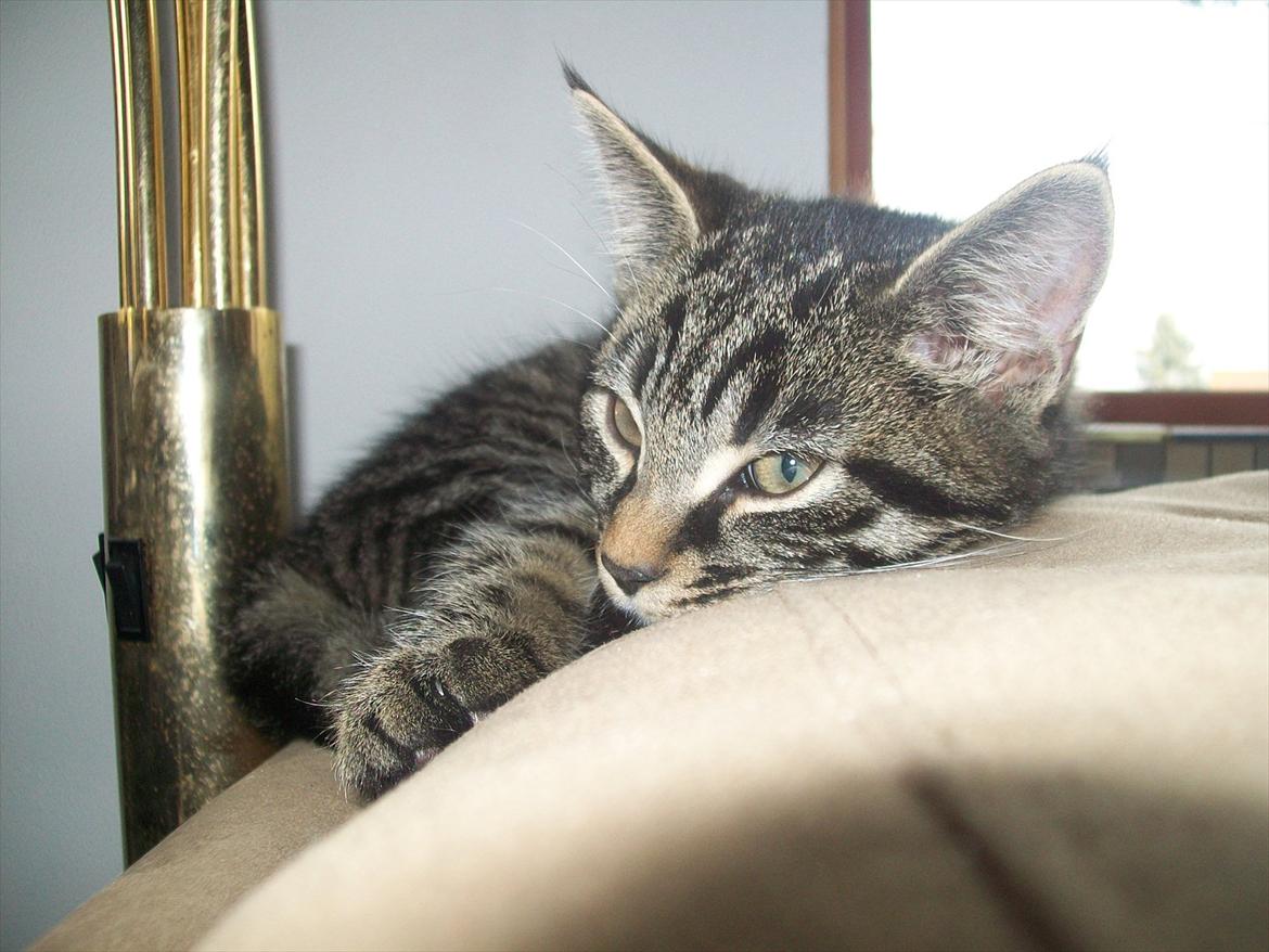 Blanding af racer Valkyrie billede 3