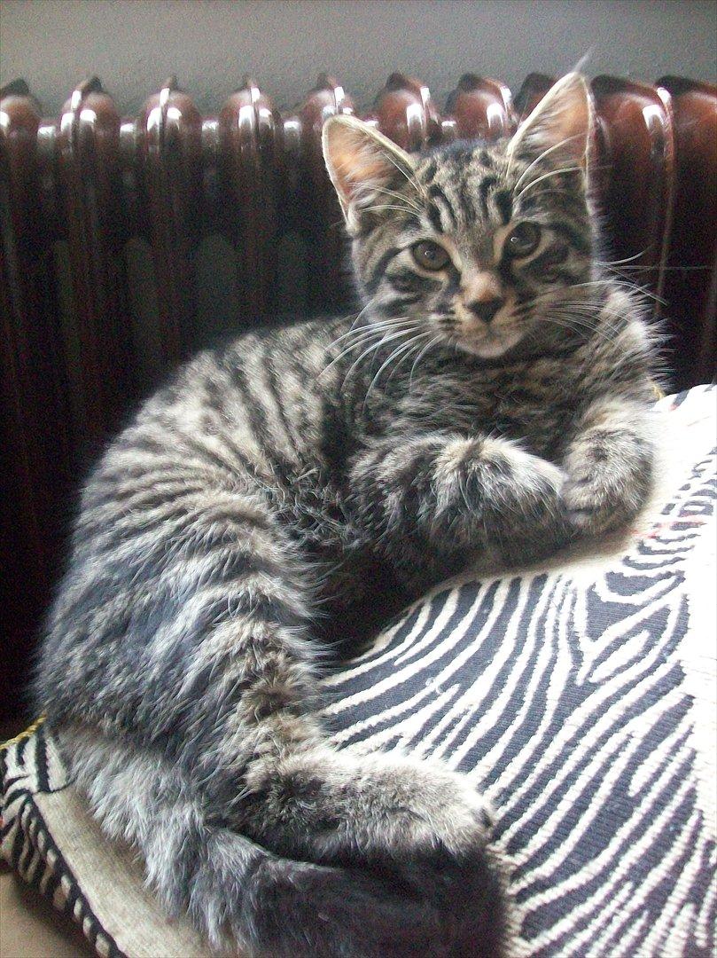 Blanding af racer Valkyrie billede 4