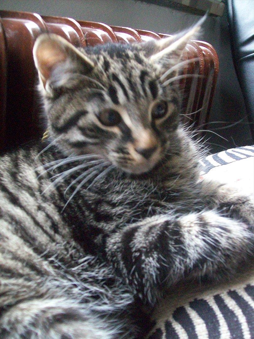 Blanding af racer Valkyrie billede 5