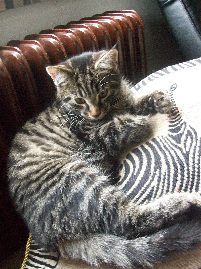 Blanding af racer Valkyrie billede 6