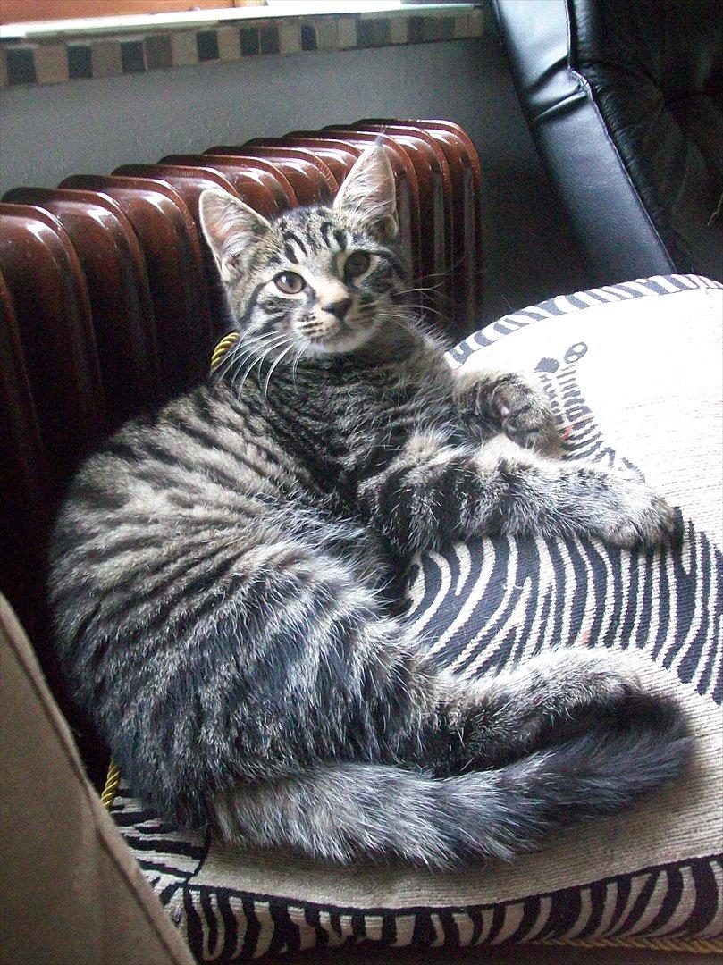 Blanding af racer Valkyrie billede 7