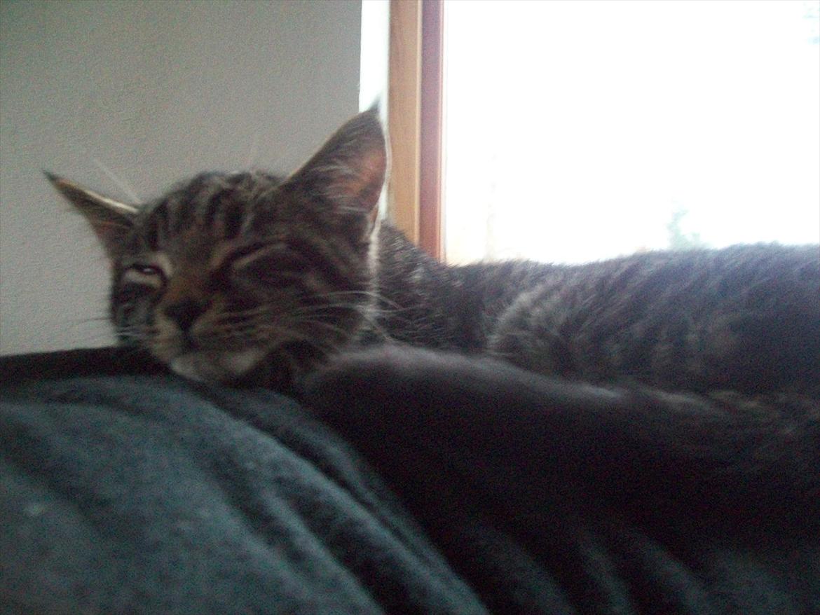 Blanding af racer Valkyrie billede 8