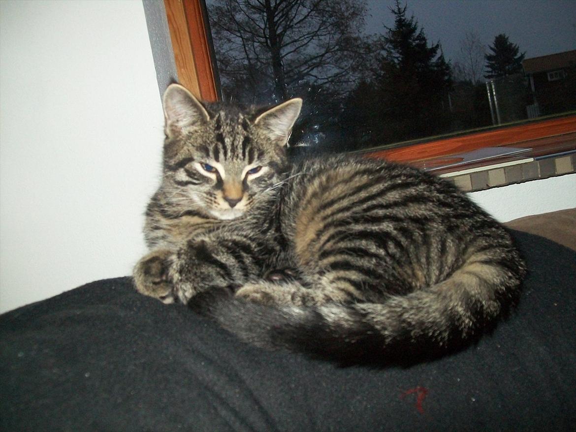 Blanding af racer Valkyrie billede 9