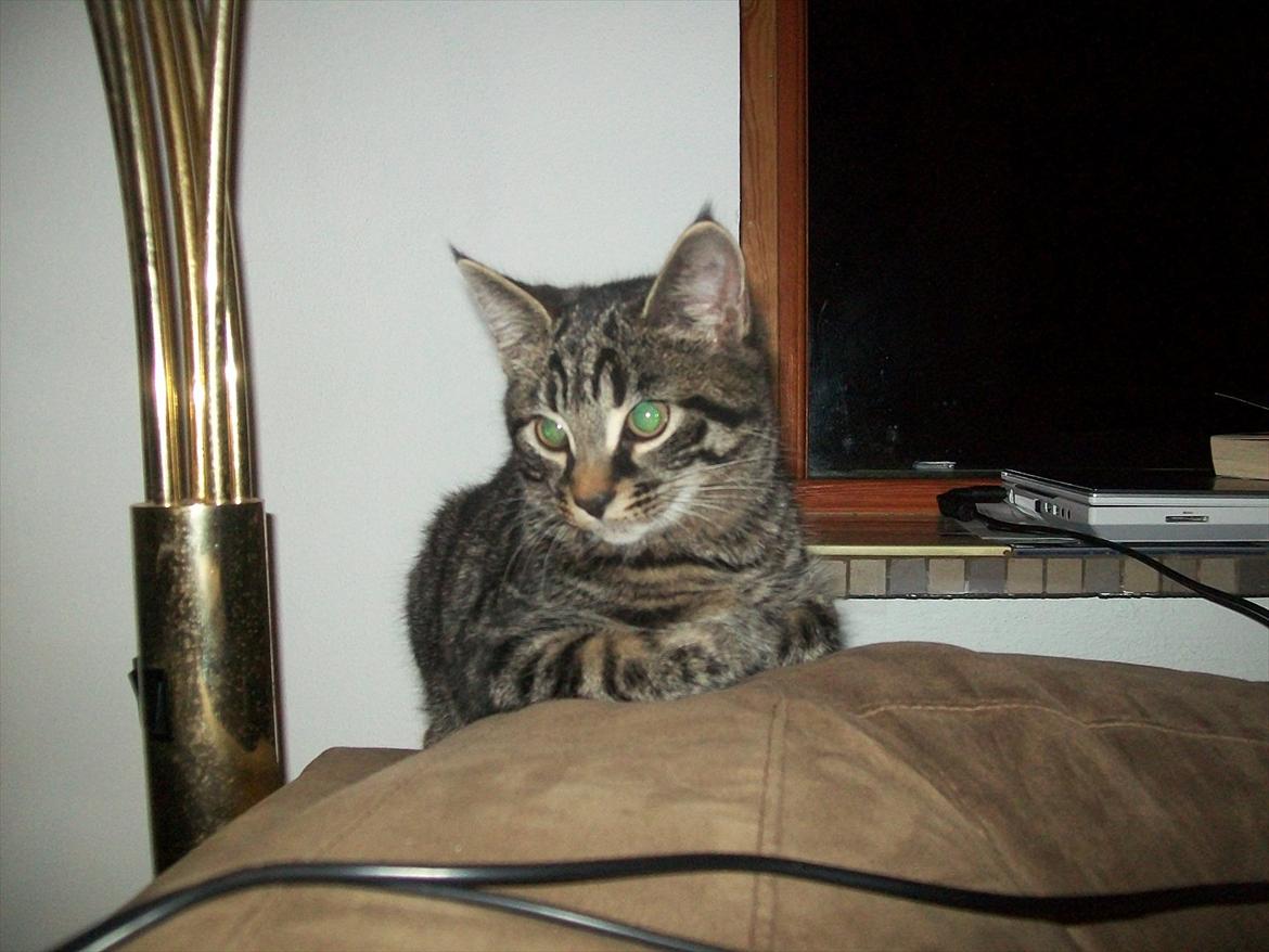 Blanding af racer Valkyrie billede 10