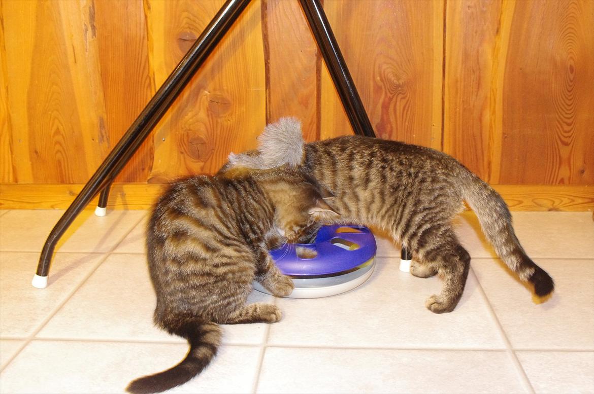 Blanding af racer Valkyrie billede 11