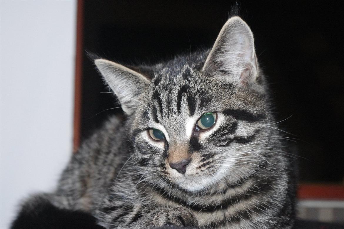 Blanding af racer Valkyrie billede 12