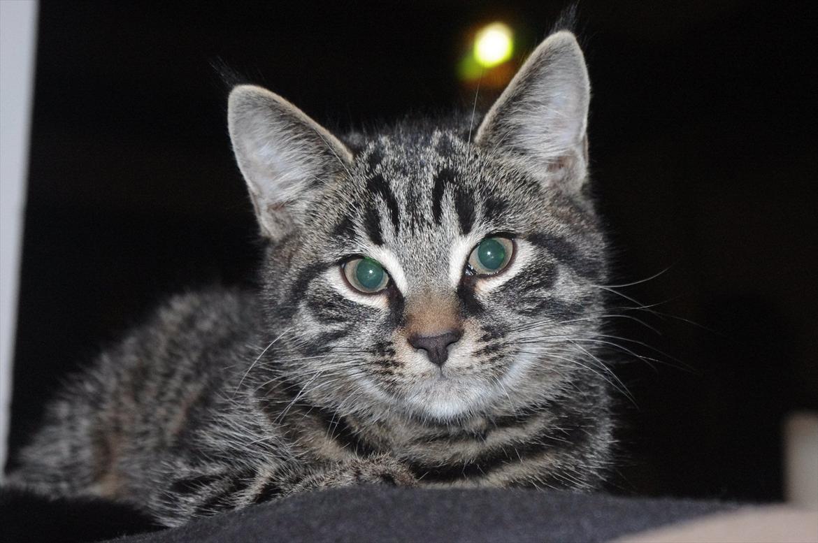 Blanding af racer Valkyrie billede 13