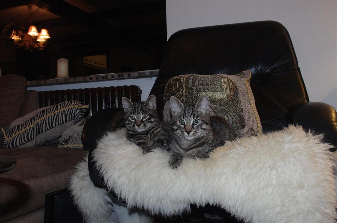 Blanding af racer Valkyrie billede 14