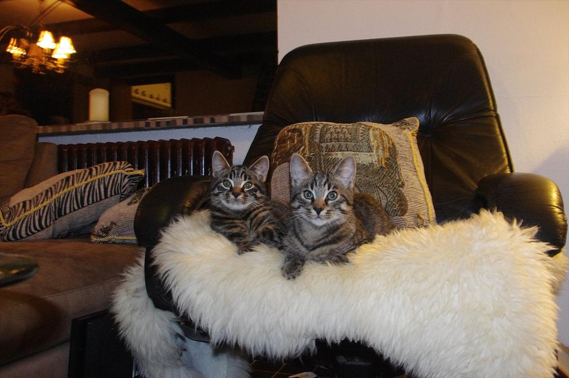 Blanding af racer Valkyrie billede 15