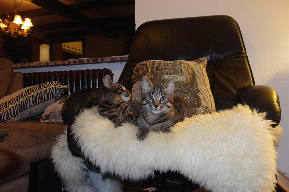 Blanding af racer Valkyrie billede 16