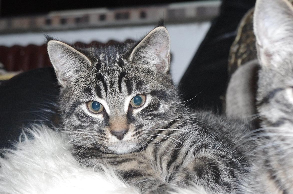 Blanding af racer Valkyrie billede 17