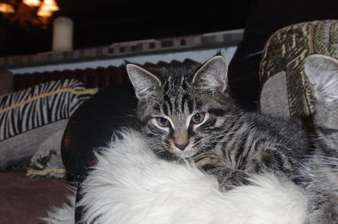 Blanding af racer Valkyrie billede 18