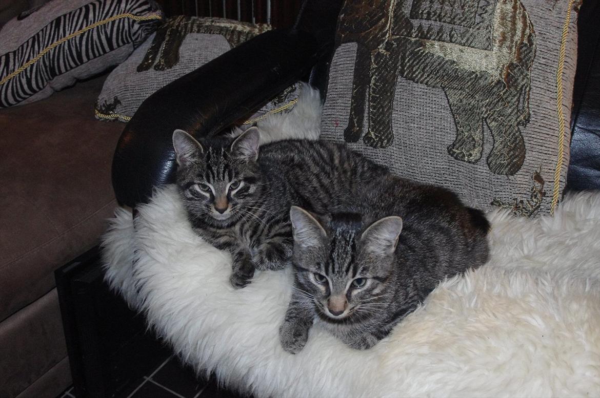 Blanding af racer Valkyrie billede 19