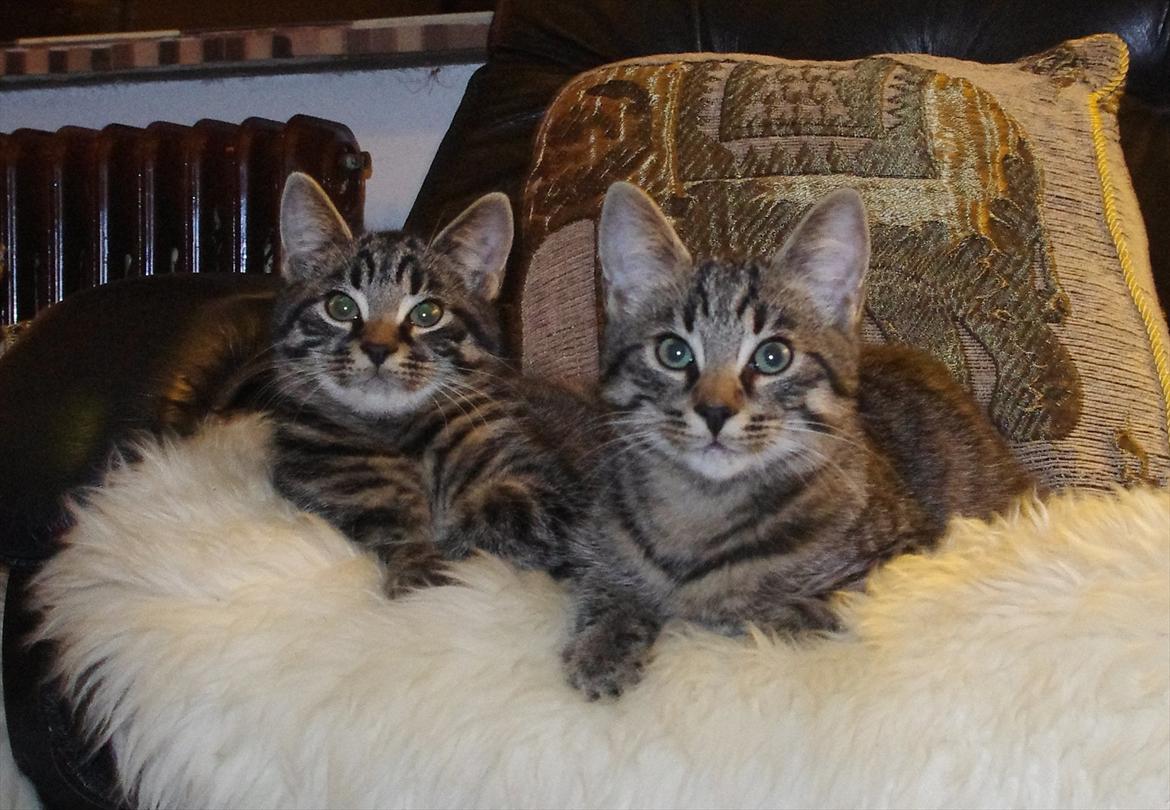 Blanding af racer Valkyrie billede 20