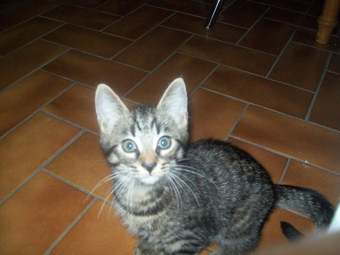 Blanding af racer Fønix - Fønix 10 uger billede 1