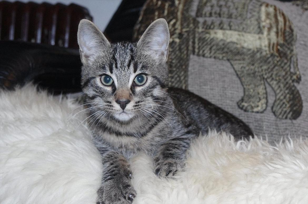 Blanding af racer Fønix billede 3