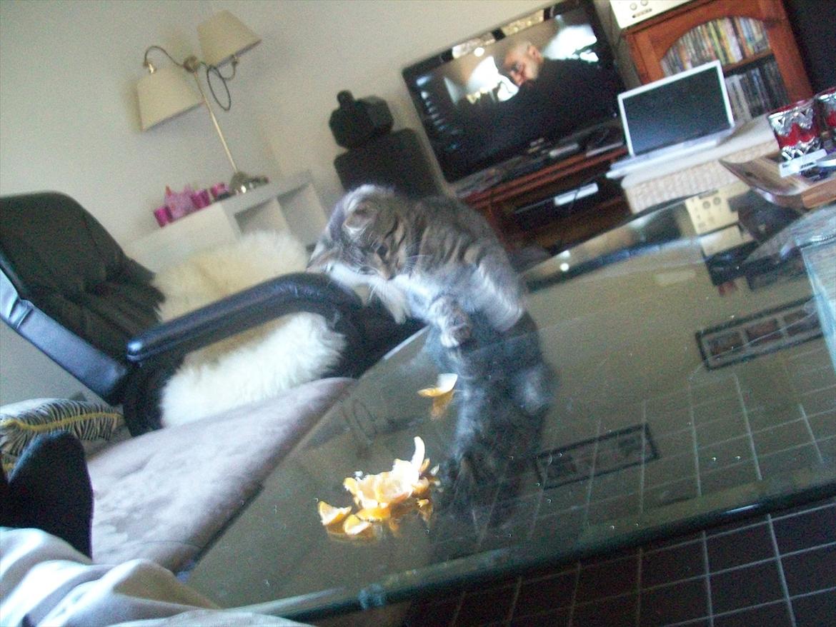 Blanding af racer Fønix billede 6