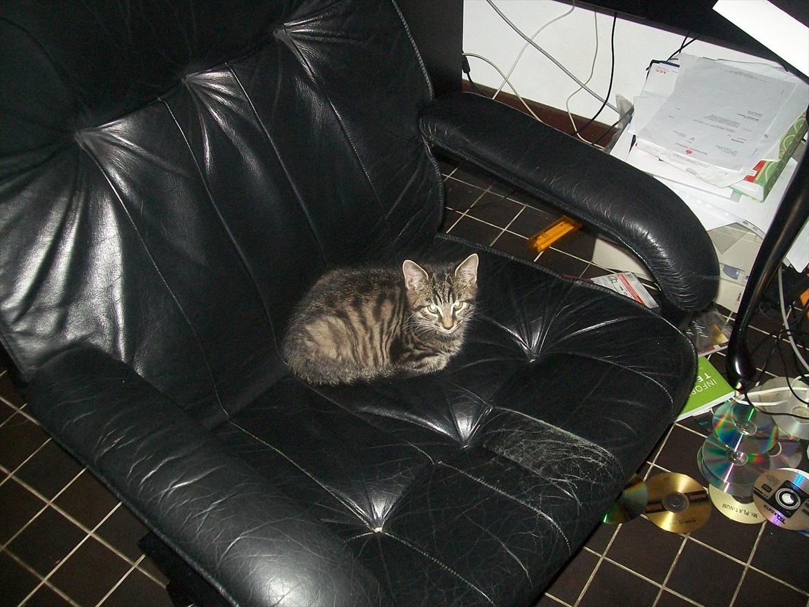 Blanding af racer Fønix billede 7