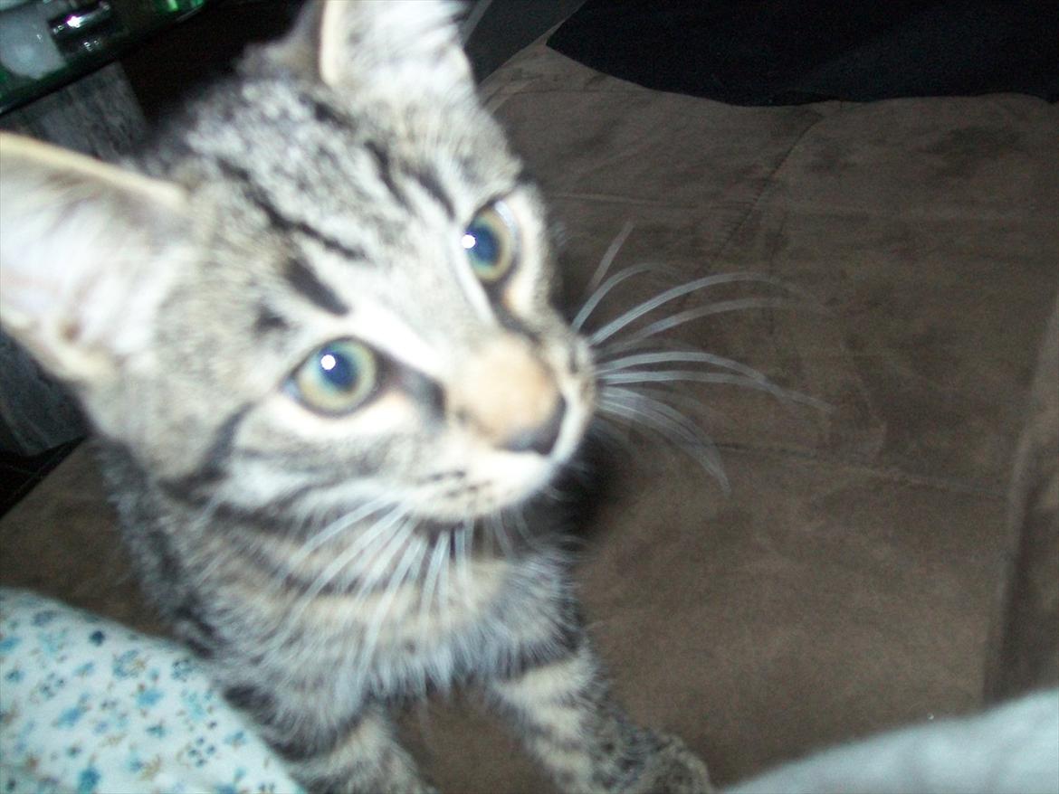 Blanding af racer Fønix billede 15