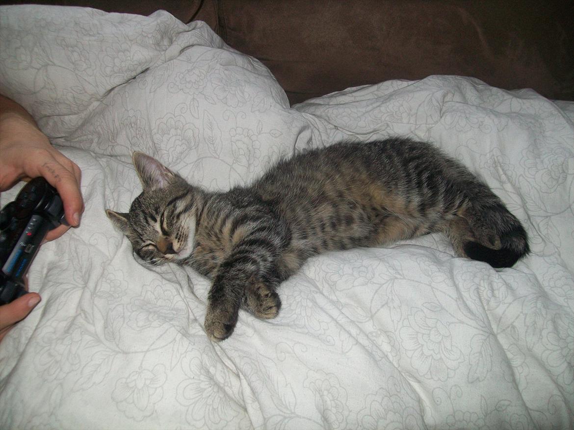 Blanding af racer Fønix billede 19