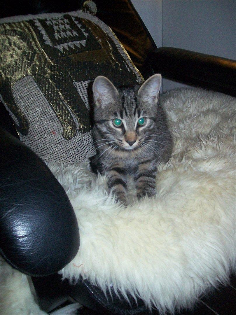 Blanding af racer Fønix billede 20