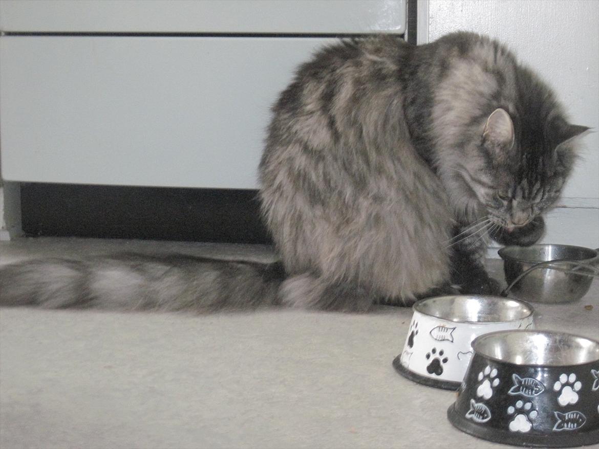 Maine Coon Nala - Nala der drikker vand med poten.. Stikker poten i vandet, slipper på den, gentagende gange :) billede 12