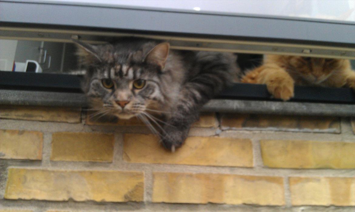 Maine Coon Nala billede 13