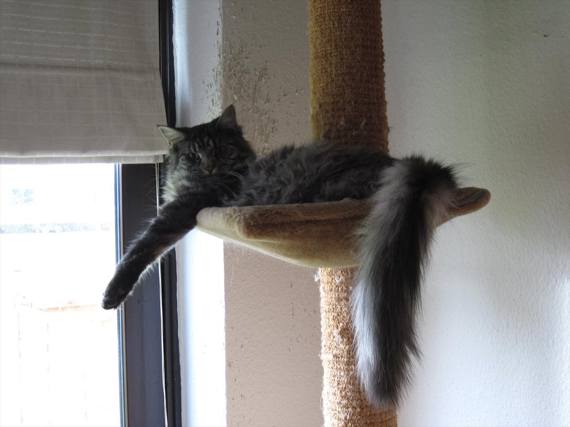 Maine Coon Nala billede 15