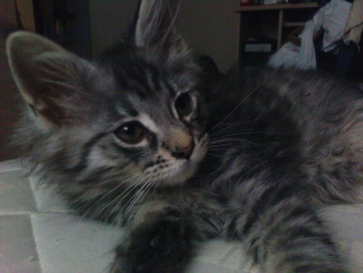 Maine Coon Nala billede 16