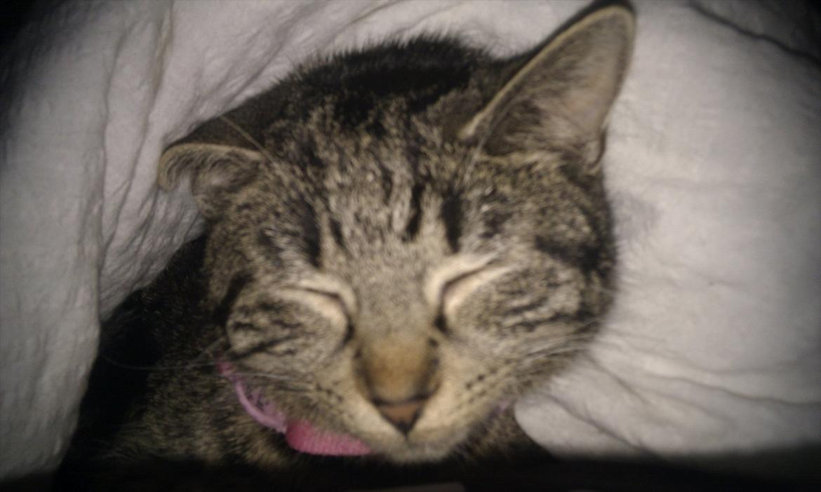 Huskat Sussi - Så vågner jeg pludselig og hvad stikker op fra min dyne... En lille Sussi, som havde sneget sig ind under dynen :D billede 4