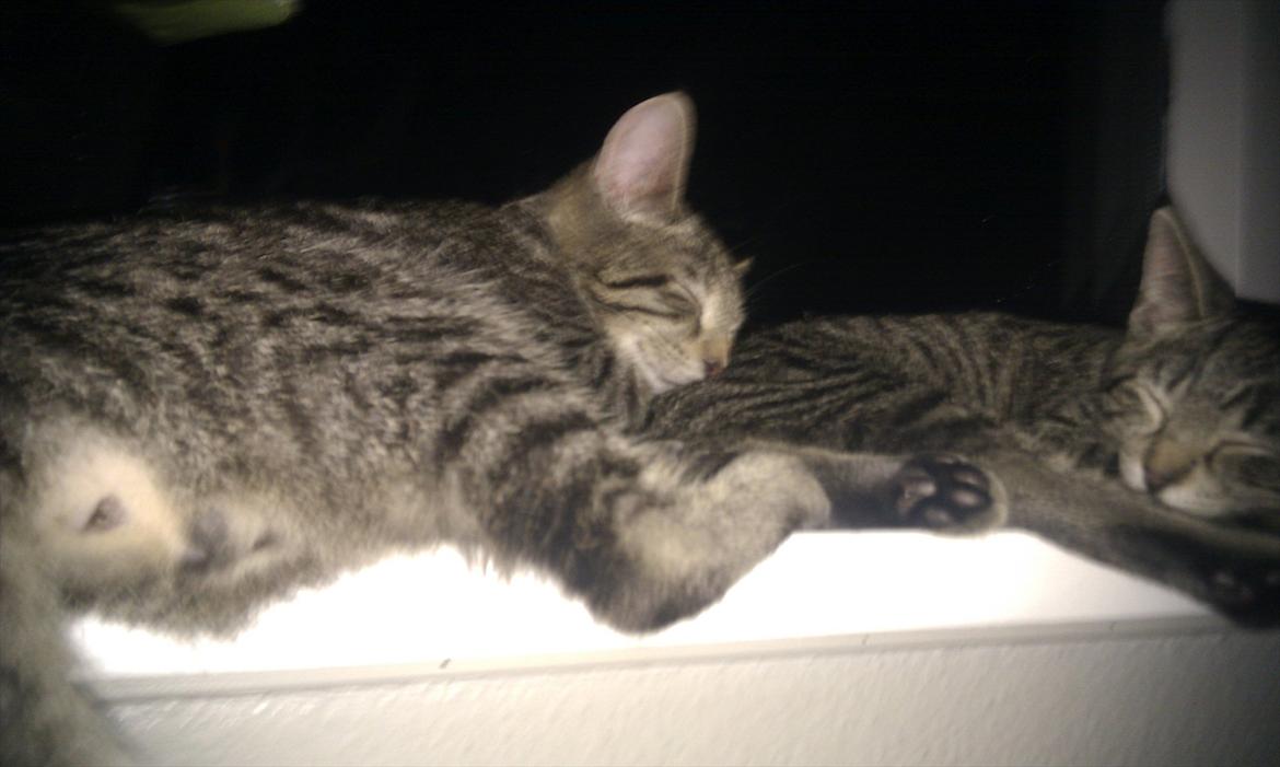 Huskat Sussi - mig og min storebror :D billede 6