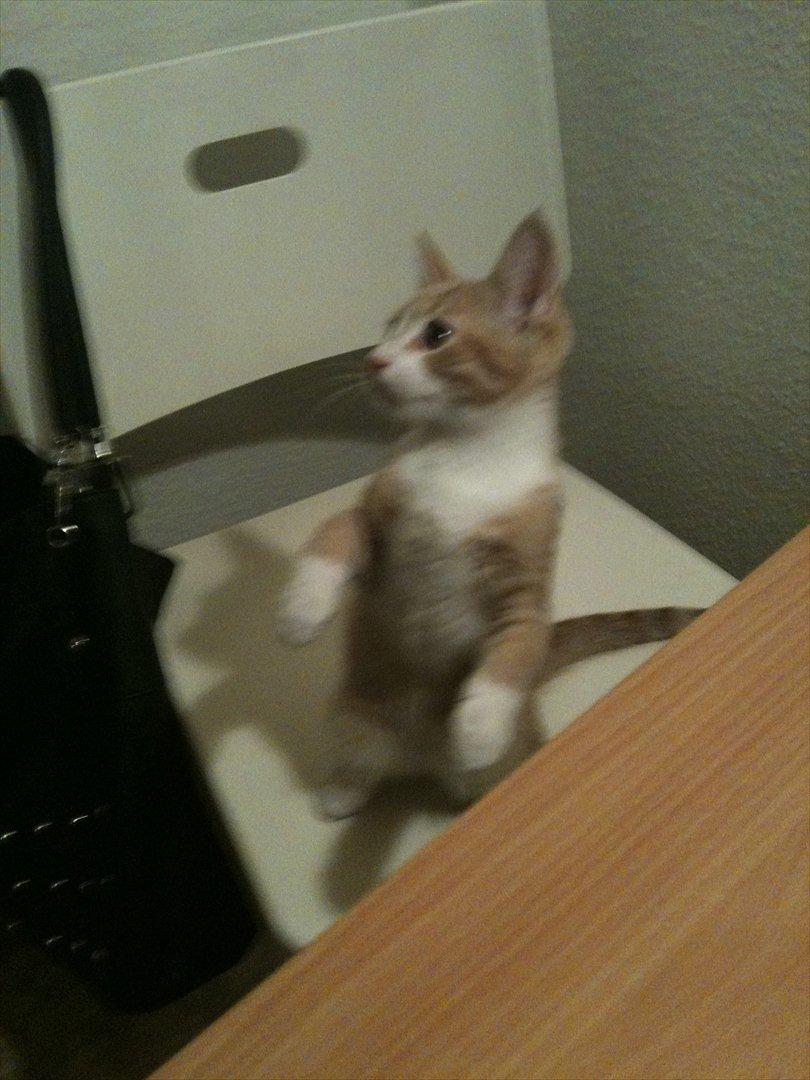 Huskat Sofus billede 1