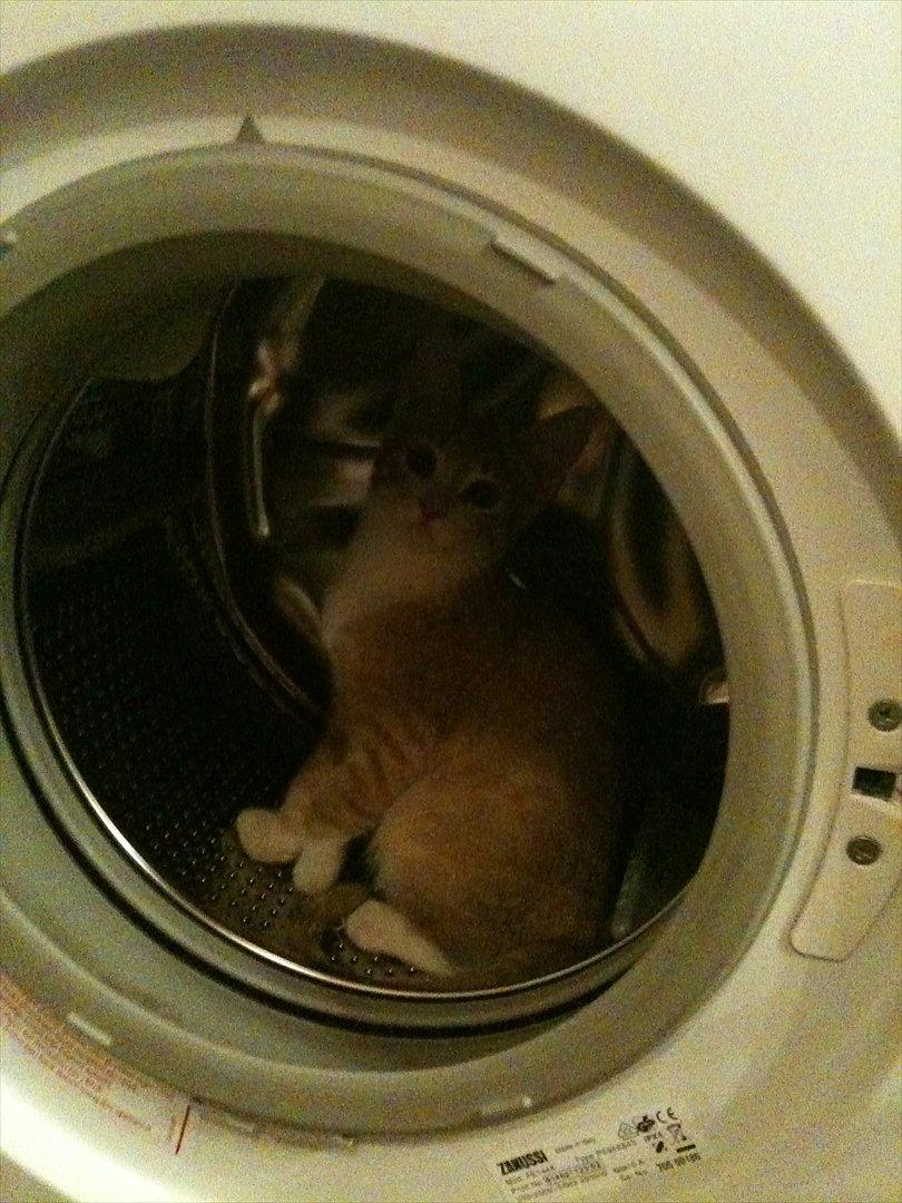 Huskat Sofus billede 3