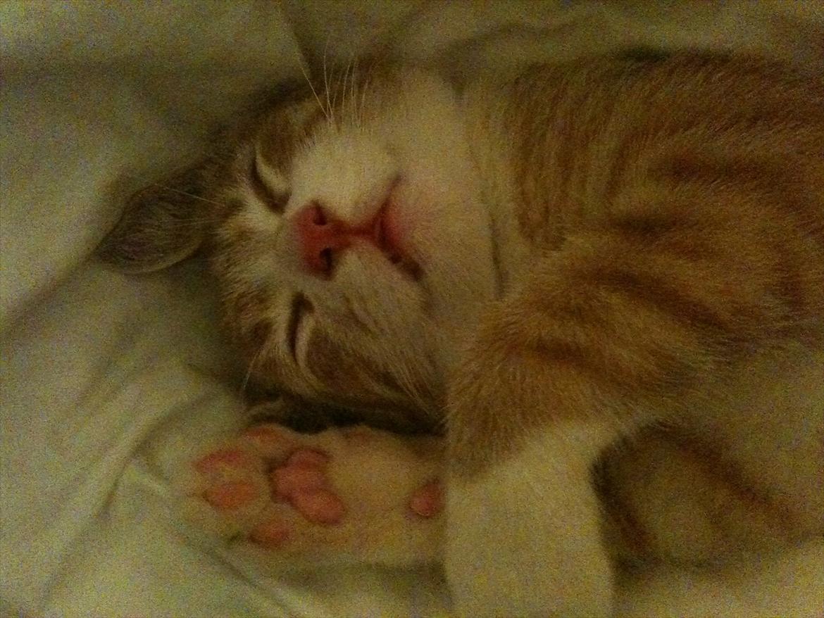 Huskat Sofus billede 4