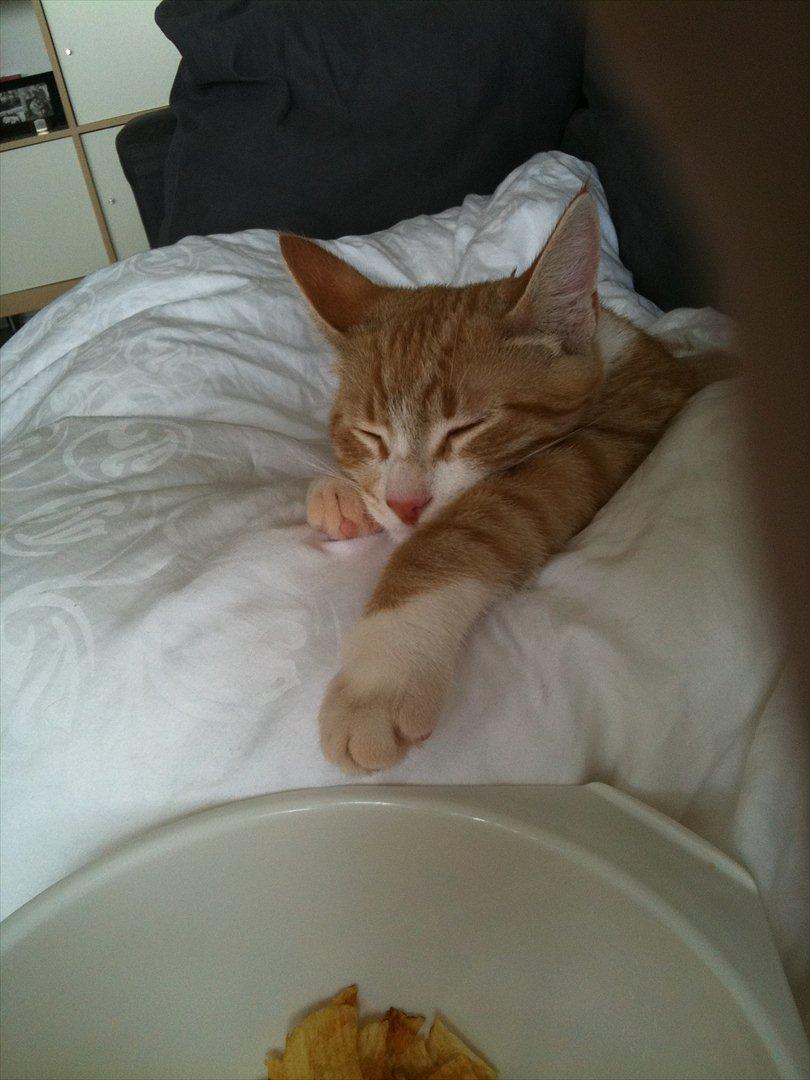 Huskat Sofus billede 5