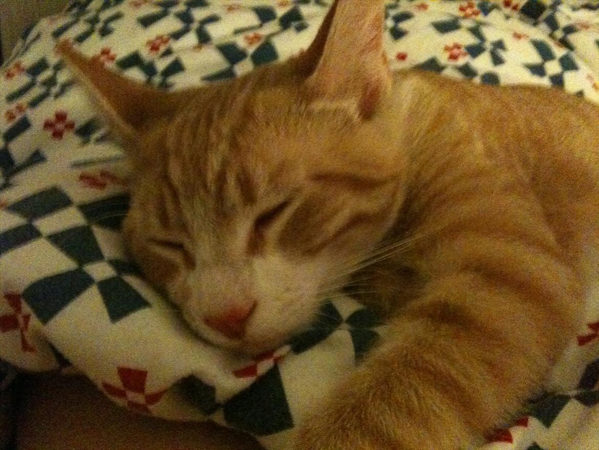 Huskat Sofus billede 6