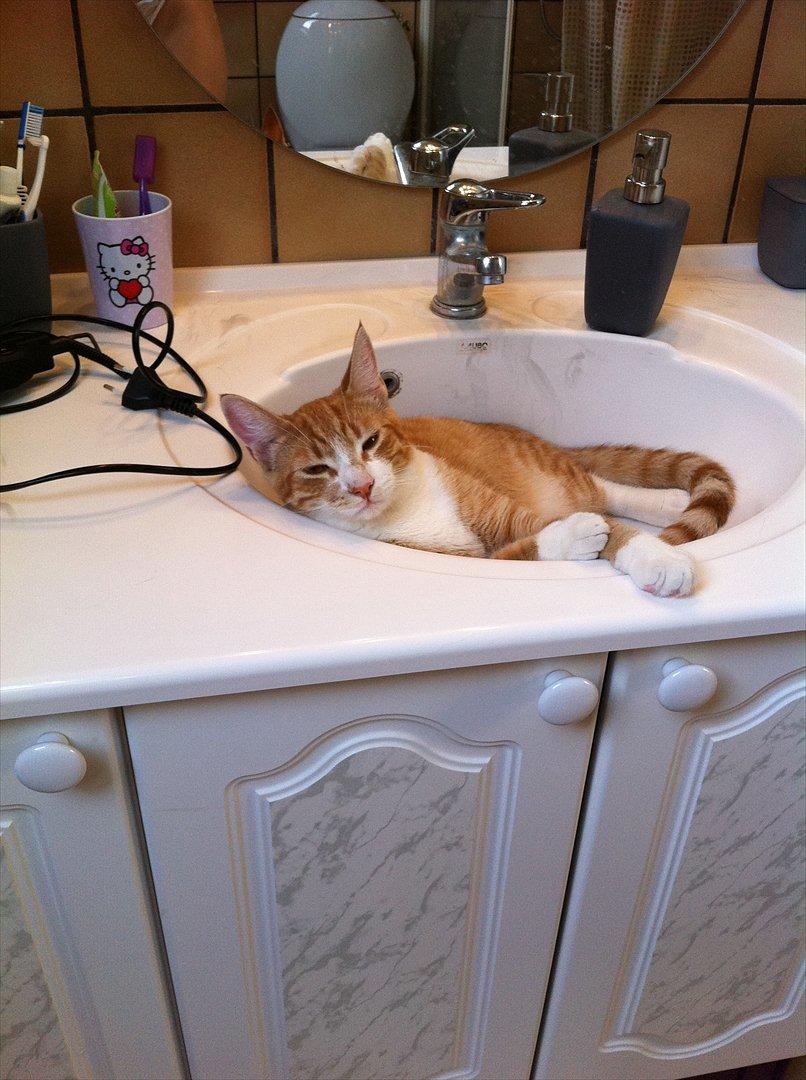 Huskat Sofus billede 7