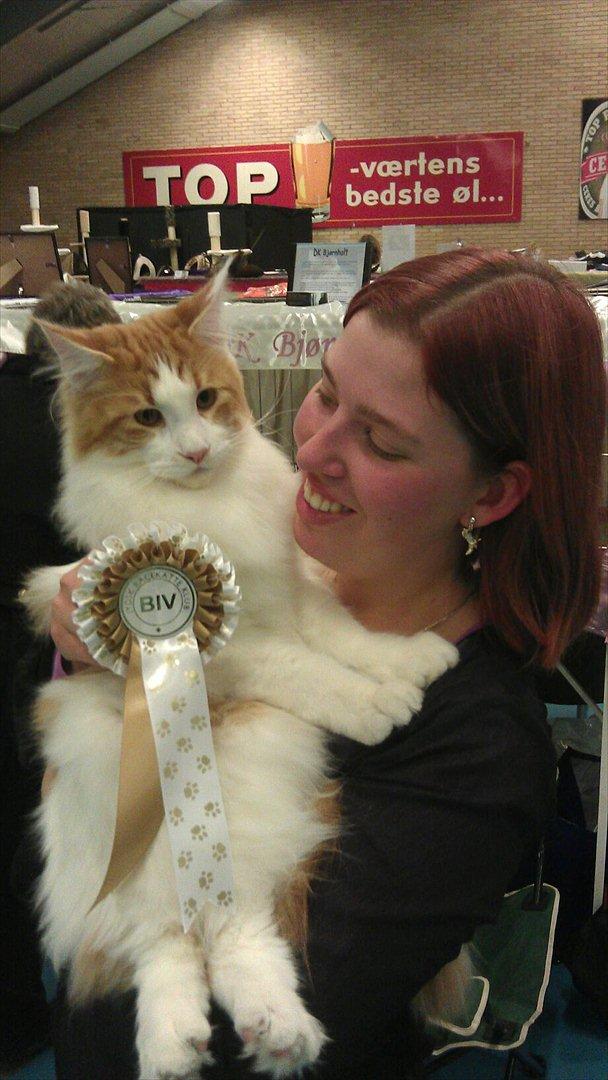 Maine Coon IC DK Bjørnholts Cosimo 9/6 - # 4. Min vidunderlige dreng Cosimo med sit første BIV :D 

15 jan 2012 billede 4