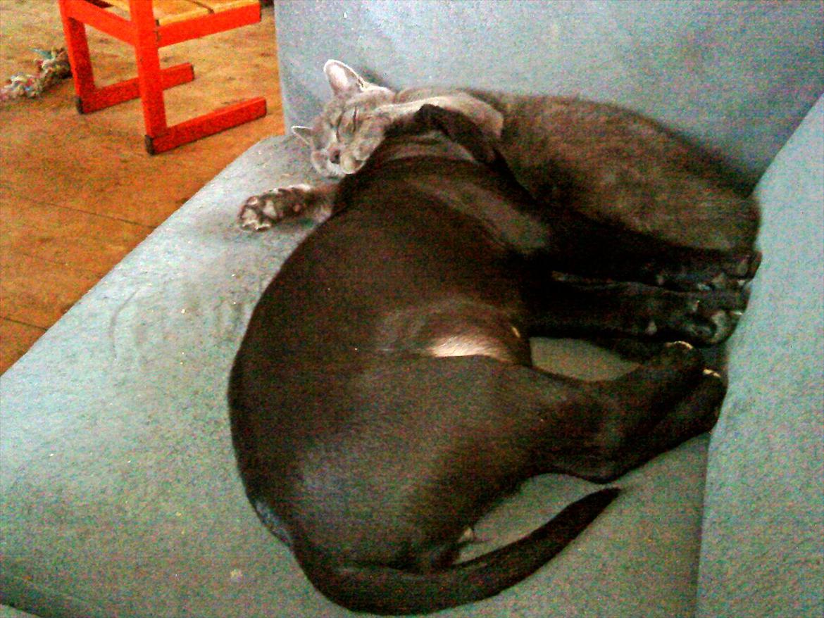 Russian Blue Wau Wau - Wauwau og vores ene hund Emilie :') billede 20