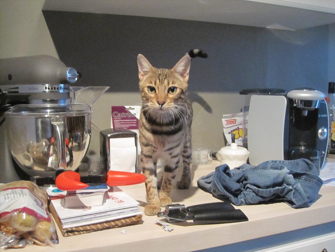 Bengal Miss Dior billede 10