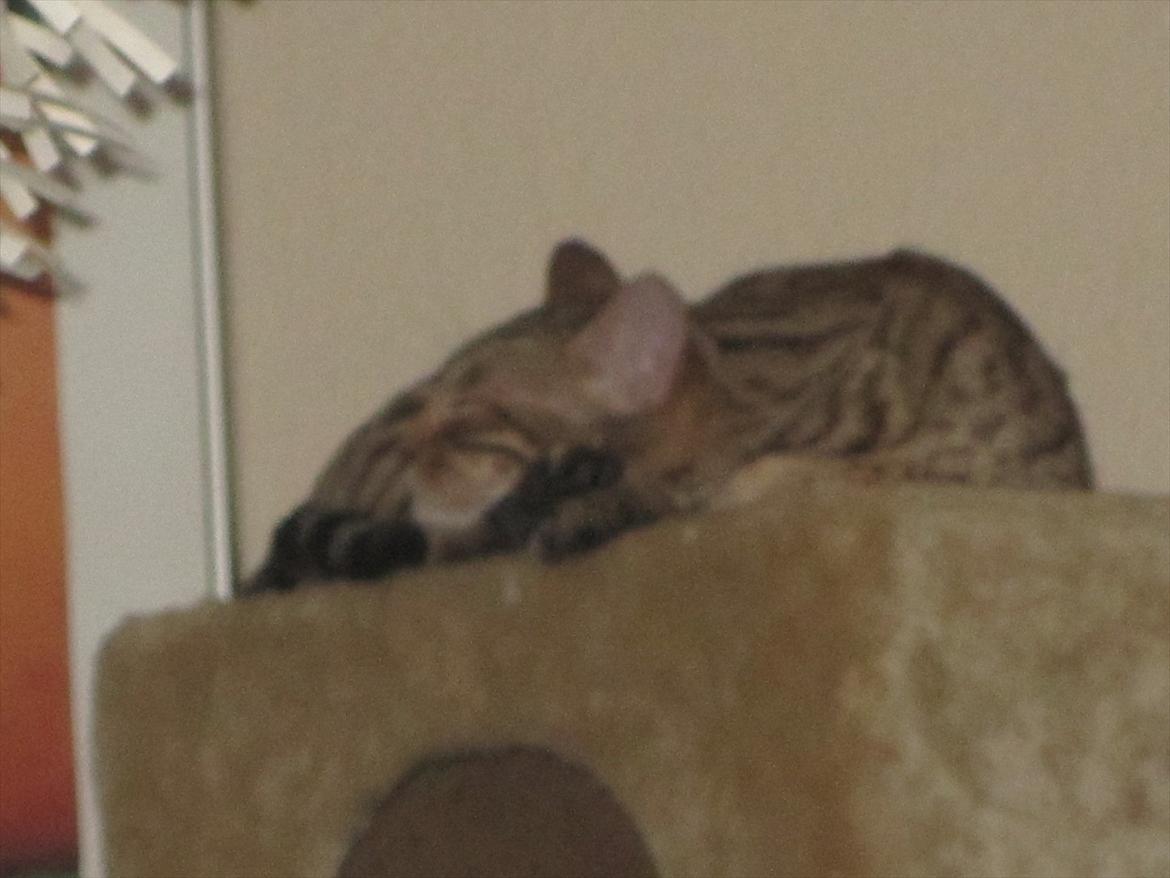 Bengal Miss Dior billede 13