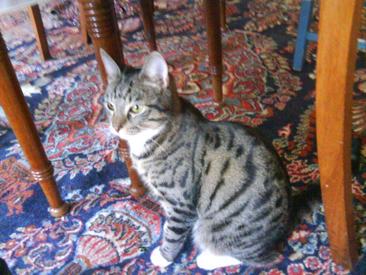 Huskat Feline (R.i.P) billede 5