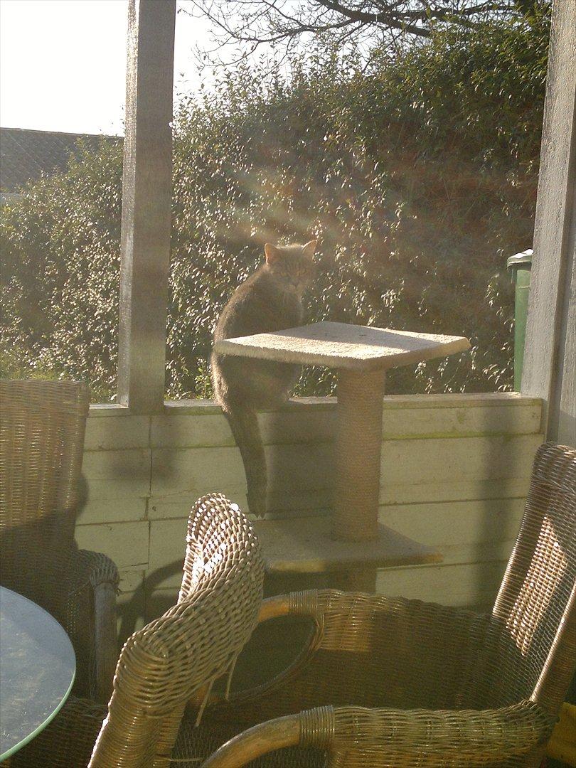 Blanding af racer Missi  - Missi som nu er 3½ år gammel ;)<3 billede 7