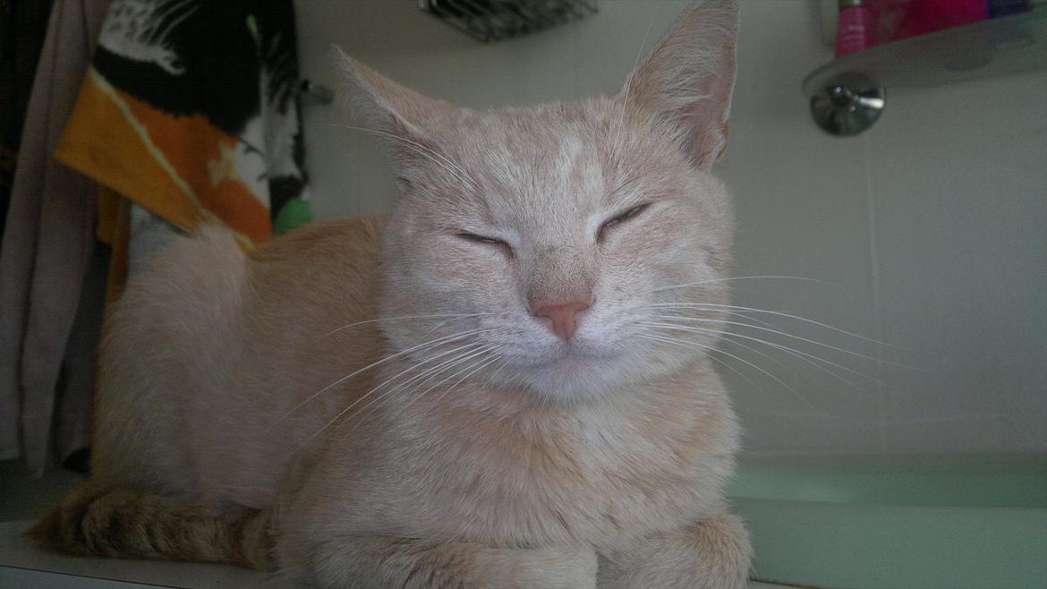 Blanding af racer Choko " Mulle" <3 billede 8