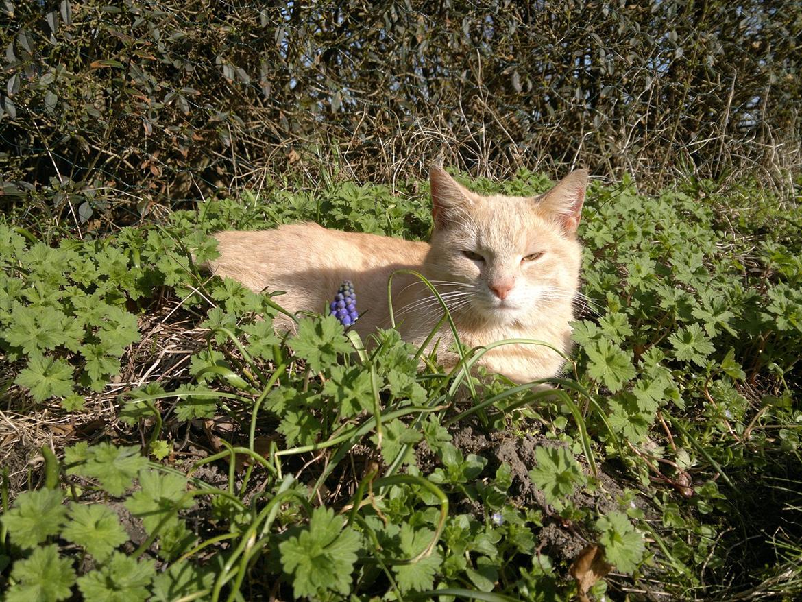 Blanding af racer Choko " Mulle" <3 billede 9